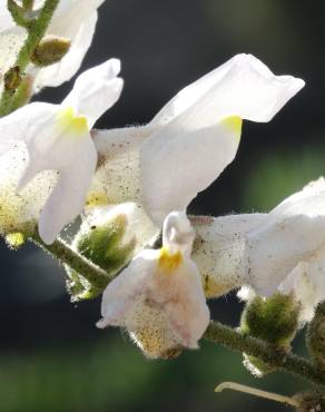 Fotografia 1 da espécie Antirrhinum graniticum no Jardim Botânico UTAD