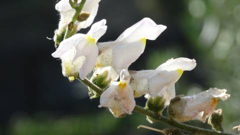 Fotografia da espécie Antirrhinum graniticum