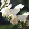 Fotografia 1 da espécie Antirrhinum graniticum do Jardim Botânico UTAD