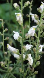 Fotografia da espécie Antirrhinum graniticum