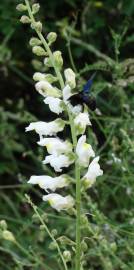 Fotografia da espécie Antirrhinum graniticum