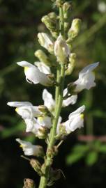 Fotografia da espécie Antirrhinum graniticum