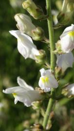 Fotografia da espécie Antirrhinum graniticum