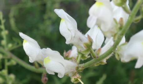 Fotografia da espécie Antirrhinum graniticum