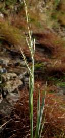 Fotografia da espécie Hyparrhenia hirta subesp. pubescens