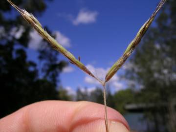 Fotografia da espécie Hyparrhenia hirta subesp. hirta