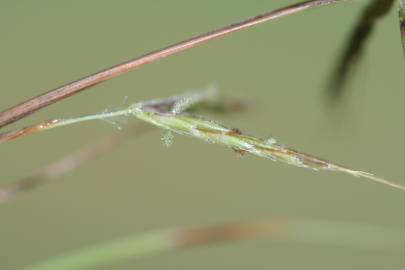 Fotografia da espécie Hyparrhenia hirta subesp. hirta