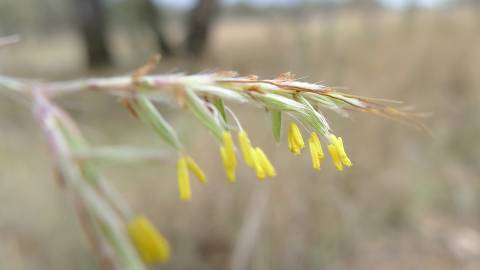 Fotografia da espécie Hyparrhenia hirta subesp. hirta