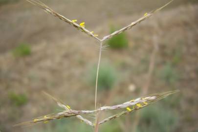 Fotografia da espécie Hyparrhenia hirta subesp. hirta