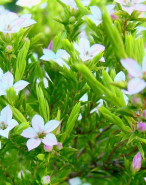 Fotografia 8 da espécie Diosma hirsuta no Jardim Botânico UTAD