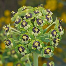 Fotografia da espécie Euphorbia characias subesp. characias