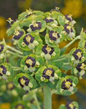Fotografia 5 da espécie Euphorbia characias subesp. characias no Jardim Botânico UTAD