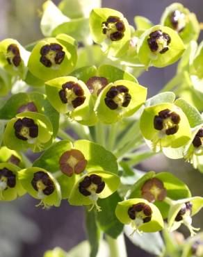 Fotografia 6 da espécie Euphorbia characias subesp. characias no Jardim Botânico UTAD