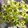 Fotografia 6 da espécie Euphorbia characias subesp. characias do Jardim Botânico UTAD
