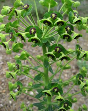 Fotografia 7 da espécie Euphorbia characias subesp. characias no Jardim Botânico UTAD