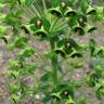 Fotografia 7 da espécie Euphorbia characias subesp. characias do Jardim Botânico UTAD