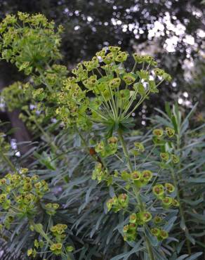 Fotografia 8 da espécie Euphorbia characias subesp. characias no Jardim Botânico UTAD