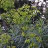 Fotografia 8 da espécie Euphorbia characias subesp. characias do Jardim Botânico UTAD