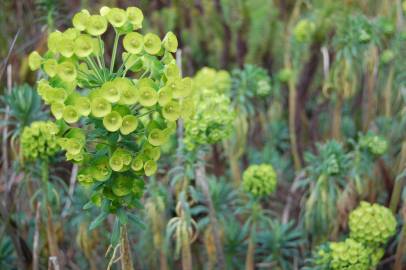 Fotografia da espécie Euphorbia characias subesp. characias