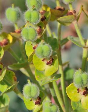 Fotografia 10 da espécie Euphorbia characias subesp. characias no Jardim Botânico UTAD