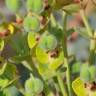 Fotografia 10 da espécie Euphorbia characias subesp. characias do Jardim Botânico UTAD