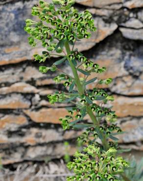 Fotografia 11 da espécie Euphorbia characias subesp. characias no Jardim Botânico UTAD