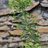 Fotografia 11 da espécie Euphorbia characias subesp. characias do Jardim Botânico UTAD