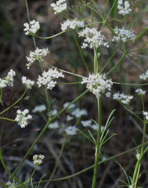 Fotografia 6 da espécie Conopodium majus subesp. marizianum no Jardim Botânico UTAD