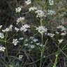 Fotografia 6 da espécie Conopodium majus subesp. marizianum do Jardim Botânico UTAD