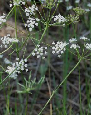 Fotografia 7 da espécie Conopodium majus subesp. marizianum no Jardim Botânico UTAD