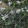 Fotografia 7 da espécie Conopodium majus subesp. marizianum do Jardim Botânico UTAD