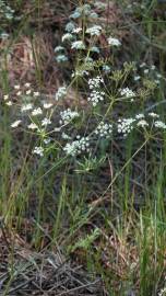 Fotografia da espécie Conopodium majus subesp. marizianum