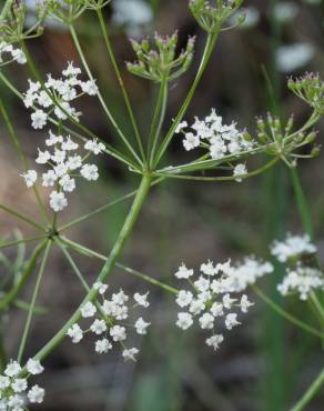 Fotografia 9 da espécie Conopodium majus subesp. marizianum no Jardim Botânico UTAD