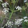 Fotografia 9 da espécie Conopodium majus subesp. marizianum do Jardim Botânico UTAD