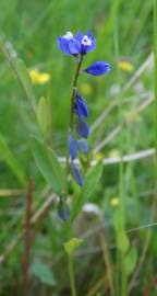 Fotografia da espécie Polygala vulgaris subesp. vulgaris