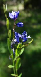 Fotografia da espécie Polygala vulgaris subesp. vulgaris