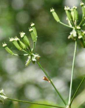 Fotografia 15 da espécie Chaerophyllum temulum no Jardim Botânico UTAD