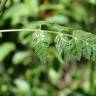 Fotografia 16 da espécie Chaerophyllum temulum do Jardim Botânico UTAD