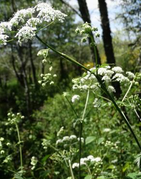 Fotografia 17 da espécie Chaerophyllum temulum no Jardim Botânico UTAD