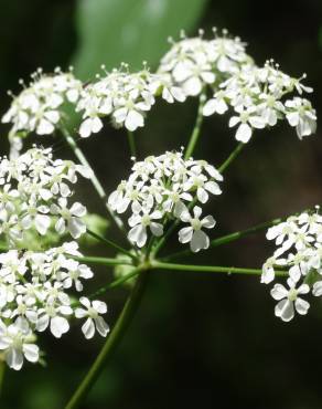 Fotografia 18 da espécie Chaerophyllum temulum no Jardim Botânico UTAD