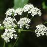 Fotografia 18 da espécie Chaerophyllum temulum do Jardim Botânico UTAD