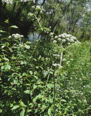 Fotografia 19 da espécie Chaerophyllum temulum no Jardim Botânico UTAD