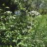 Fotografia 19 da espécie Chaerophyllum temulum do Jardim Botânico UTAD