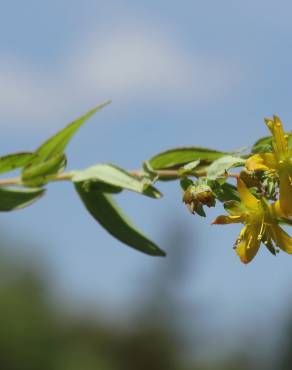 Fotografia 18 da espécie Hypericum humifusum no Jardim Botânico UTAD