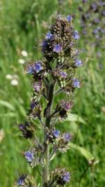 Fotografia da espécie Echium lusitanicum subesp. lusitanicum