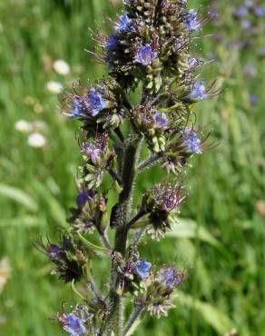 Fotografia 7 da espécie Echium lusitanicum subesp. lusitanicum no Jardim Botânico UTAD