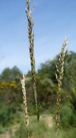 Fotografia da espécie Arrhenatherum elatius subesp. baeticum