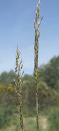 Fotografia da espécie Arrhenatherum elatius subesp. baeticum