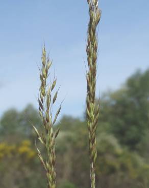 Fotografia 1 da espécie Arrhenatherum elatius subesp. baeticum no Jardim Botânico UTAD