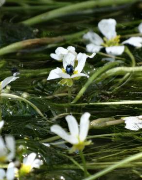 Fotografia 11 da espécie Ranunculus peltatus subesp. peltatus no Jardim Botânico UTAD